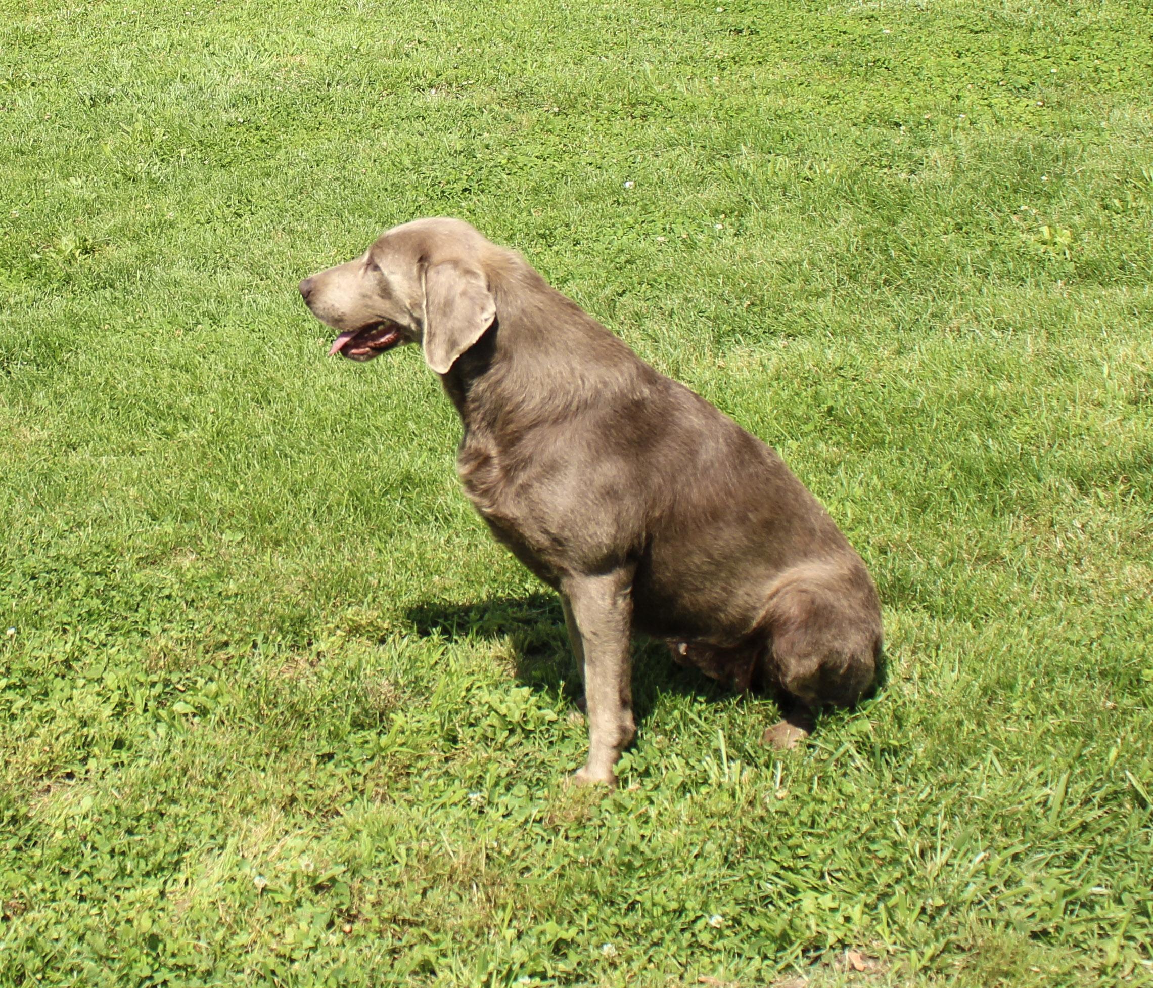Enlarge Phoebe, a ADOPTABLE Labrador Retriever in Neosho, MO image 2/2