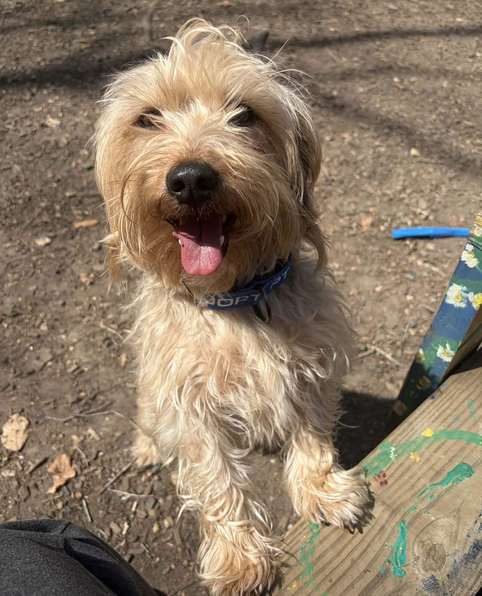 Enlarge Teddy, an adopted mixed breed in Sunderland, MD image 1/6
