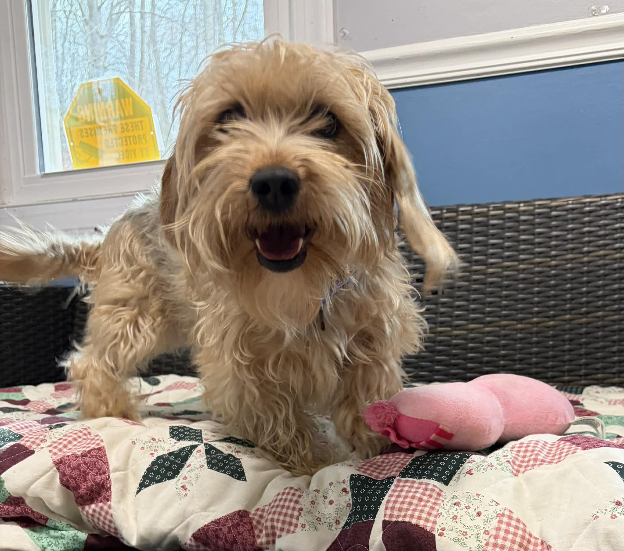 Enlarge Teddy, an adopted mixed breed in Sunderland, MD image 4/6