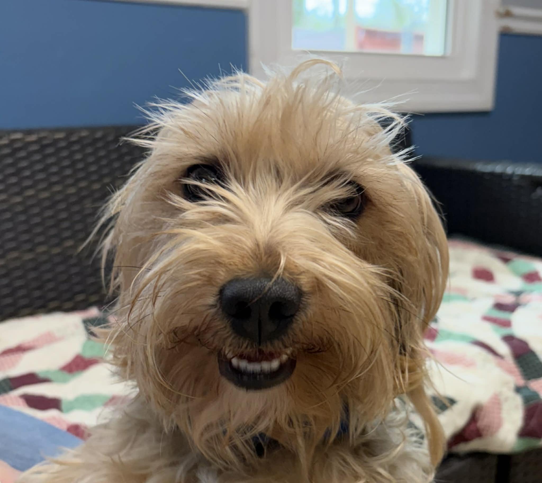 Enlarge Teddy, an adopted mixed breed in Sunderland, MD image 2/6