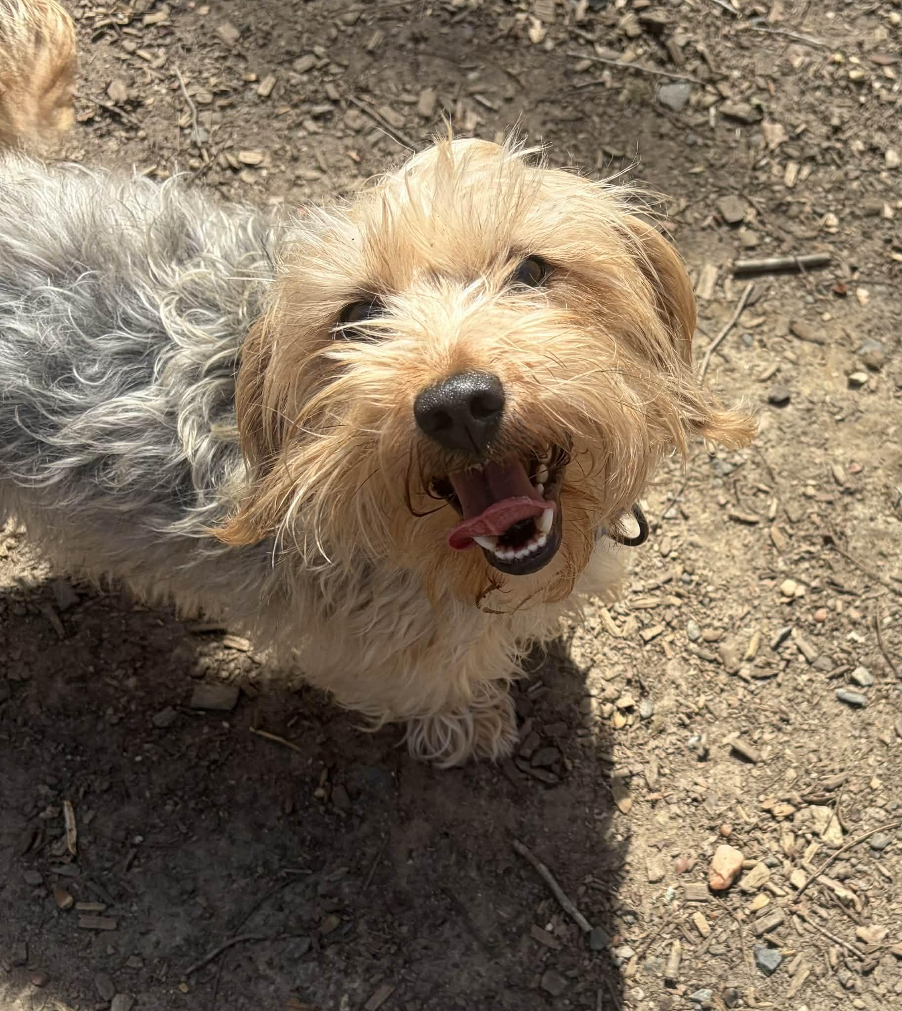 Enlarge Teddy, an adopted mixed breed in Sunderland, MD image 5/6