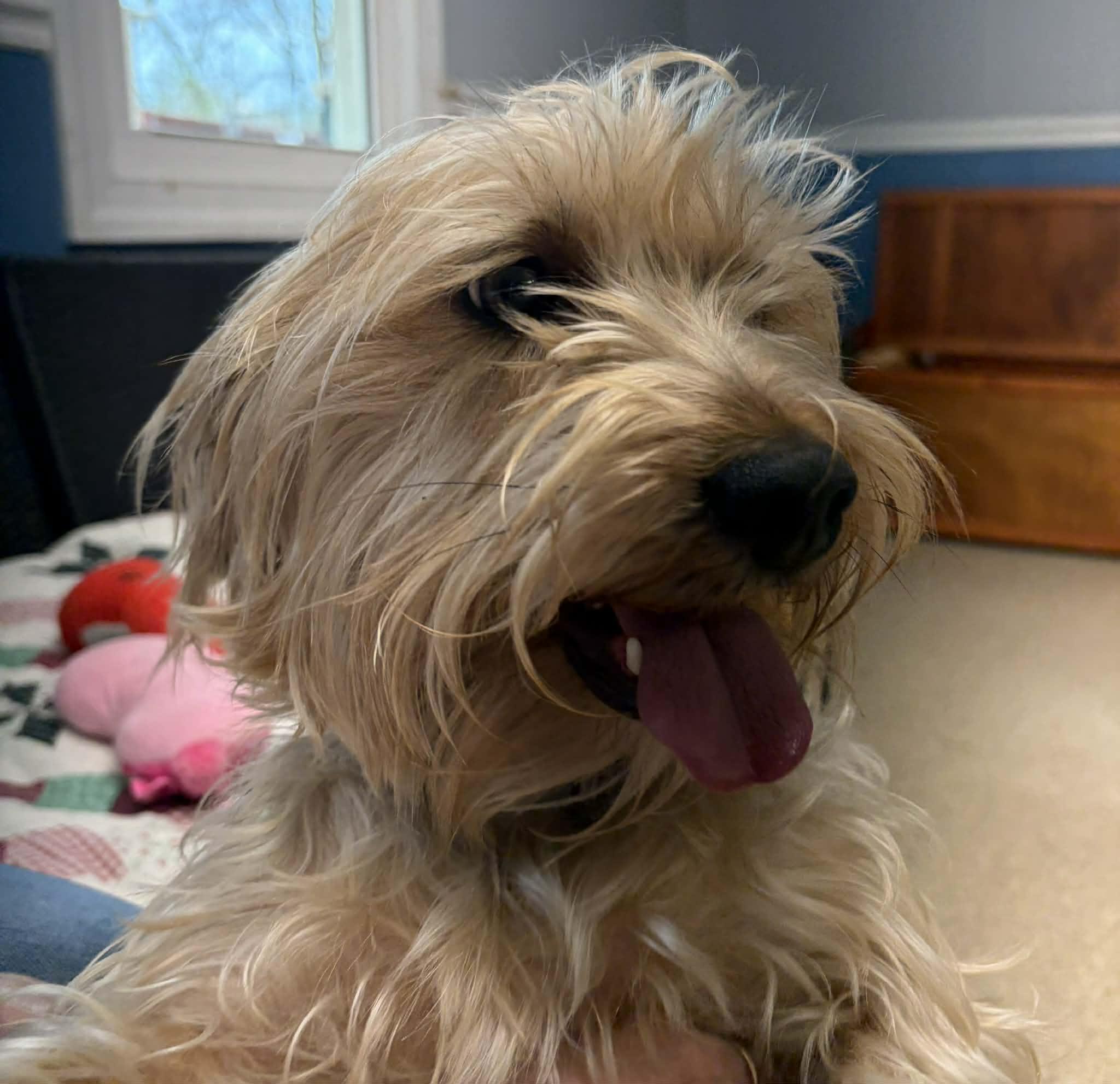 Enlarge Teddy, an adopted mixed breed in Sunderland, MD image 3/6