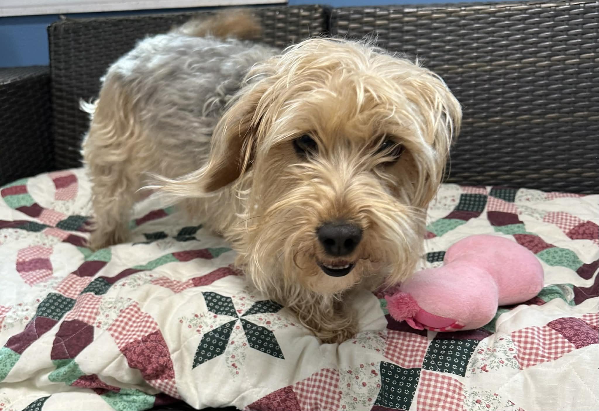 Enlarge Teddy, an adopted mixed breed in Sunderland, MD image 6/6