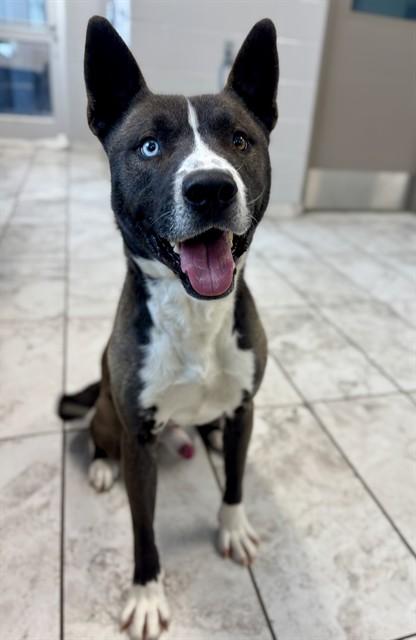Enlarge ZEUS, a Adoptable mixed breed in Kalamazoo, MI image 1/1