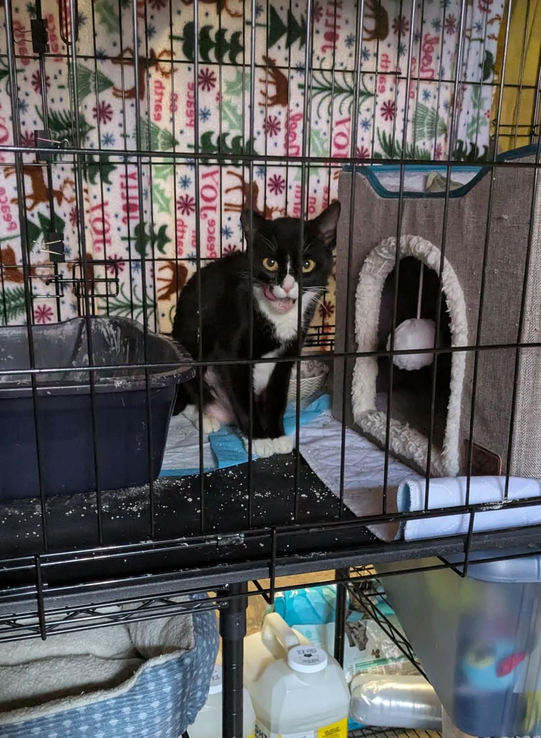 Padme, ADOPTABLE, Adult Female Tuxedo & Domestic Short Hair.