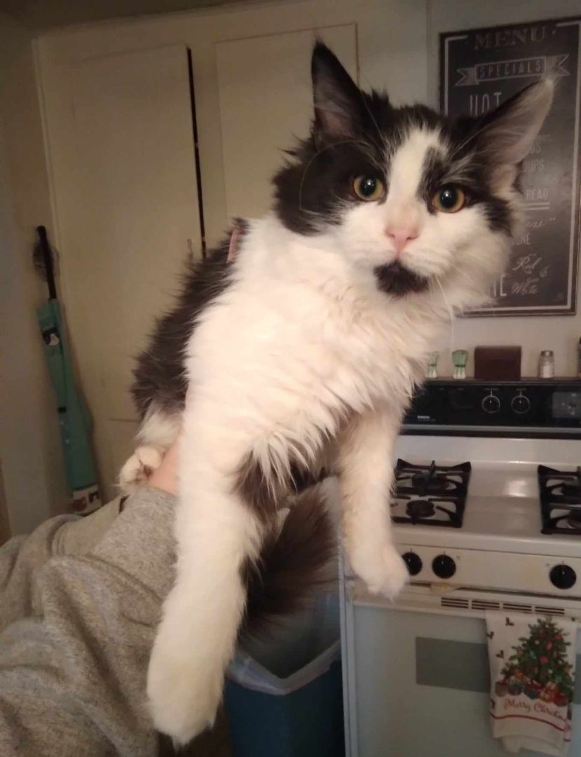 Enlarge Tippy, a Adoptable Domestic Medium Hair in Mount Pleasant, PA image 1/1