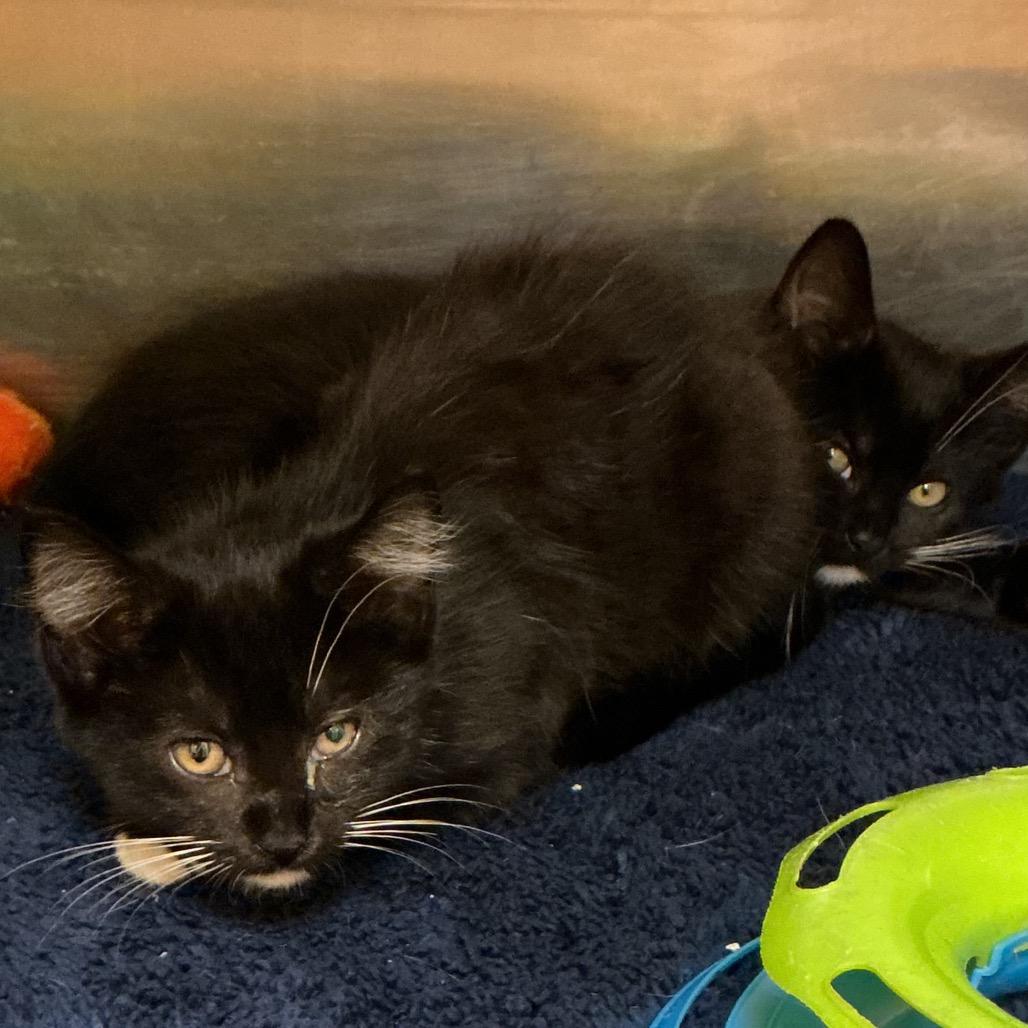 Ella, Adopted, Kitten Female Domestic Short Hair.