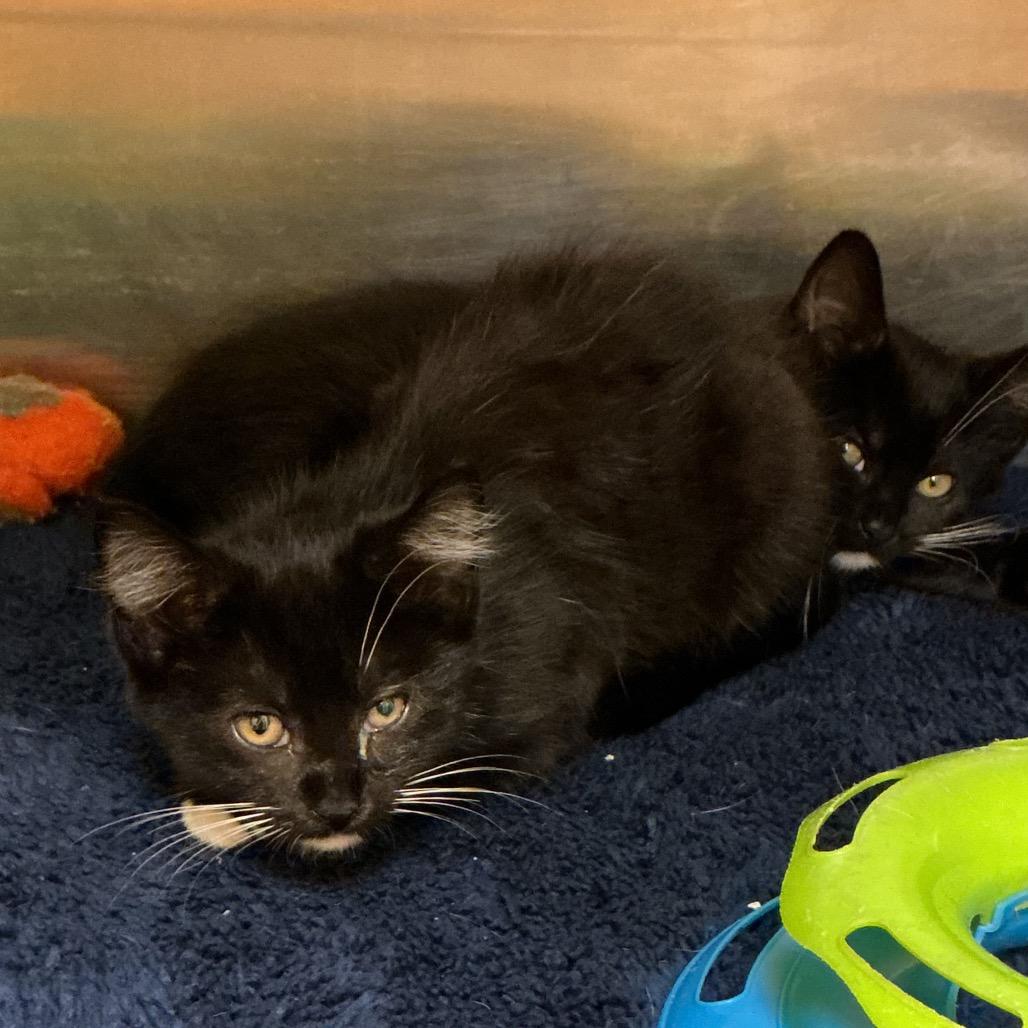 Enlarge Ella, a Adopted Domestic Short Hair in Waynesburg, PA image 2/2