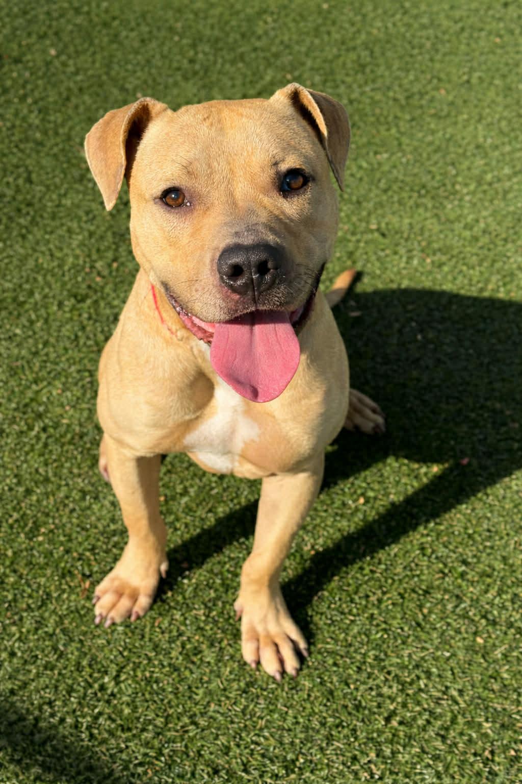 Enlarge Gumdrop, a Adoptable Mixed Breed in Shelburne, VT image 1/1