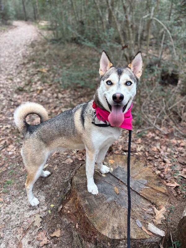 Bailee Bandit Stealing Hearts Since Day One