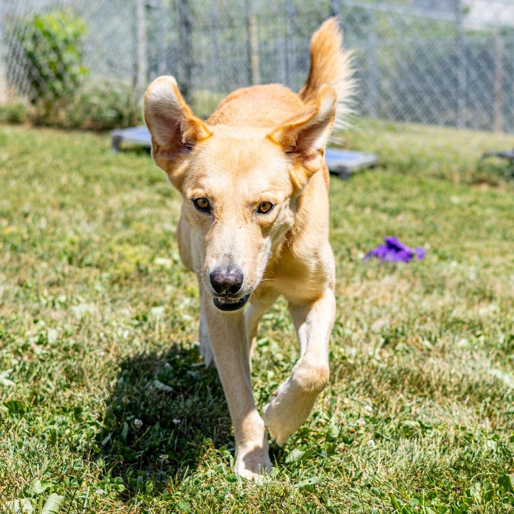 Enlarge Prince (fka Ward), a Adoptable Mixed Breed in Wilmington, DE image 3/6