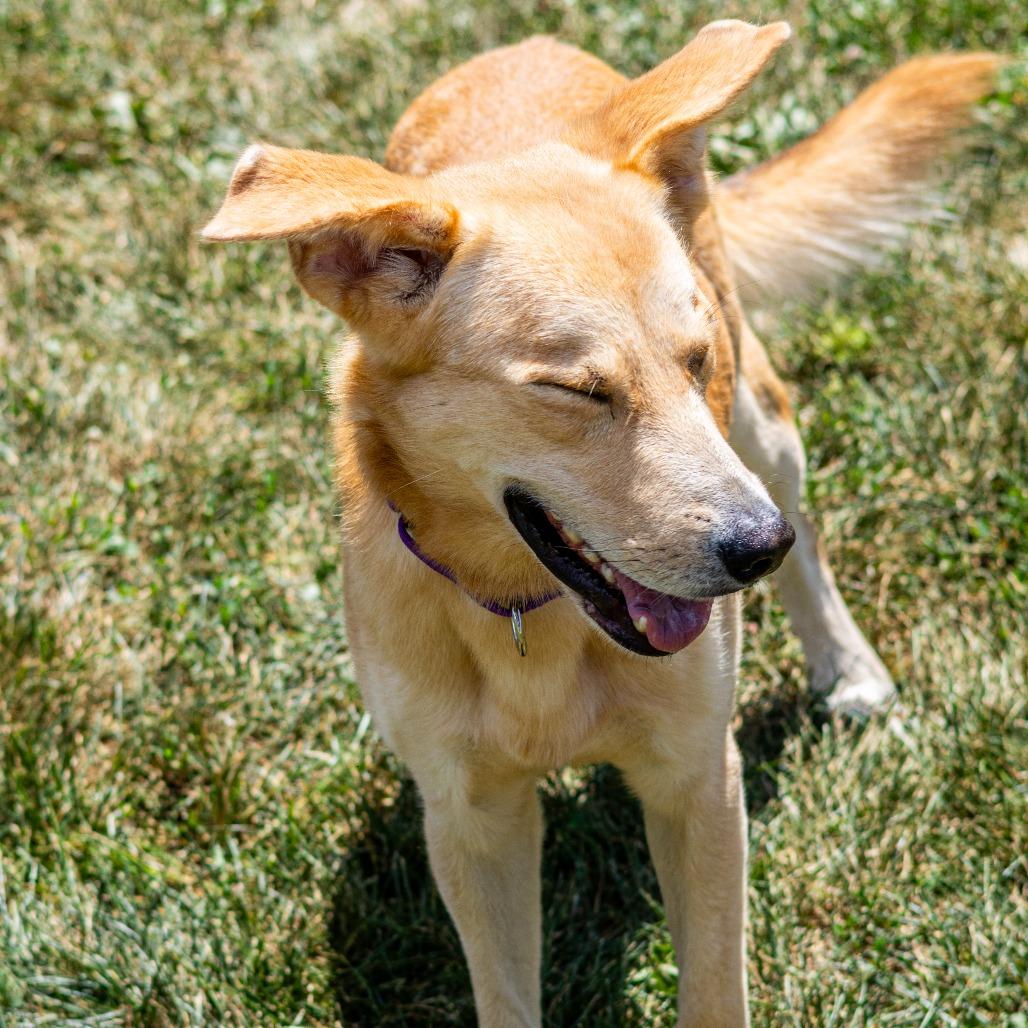 Enlarge Prince (fka Ward), a Adoptable Mixed Breed in Wilmington, DE image 4/6
