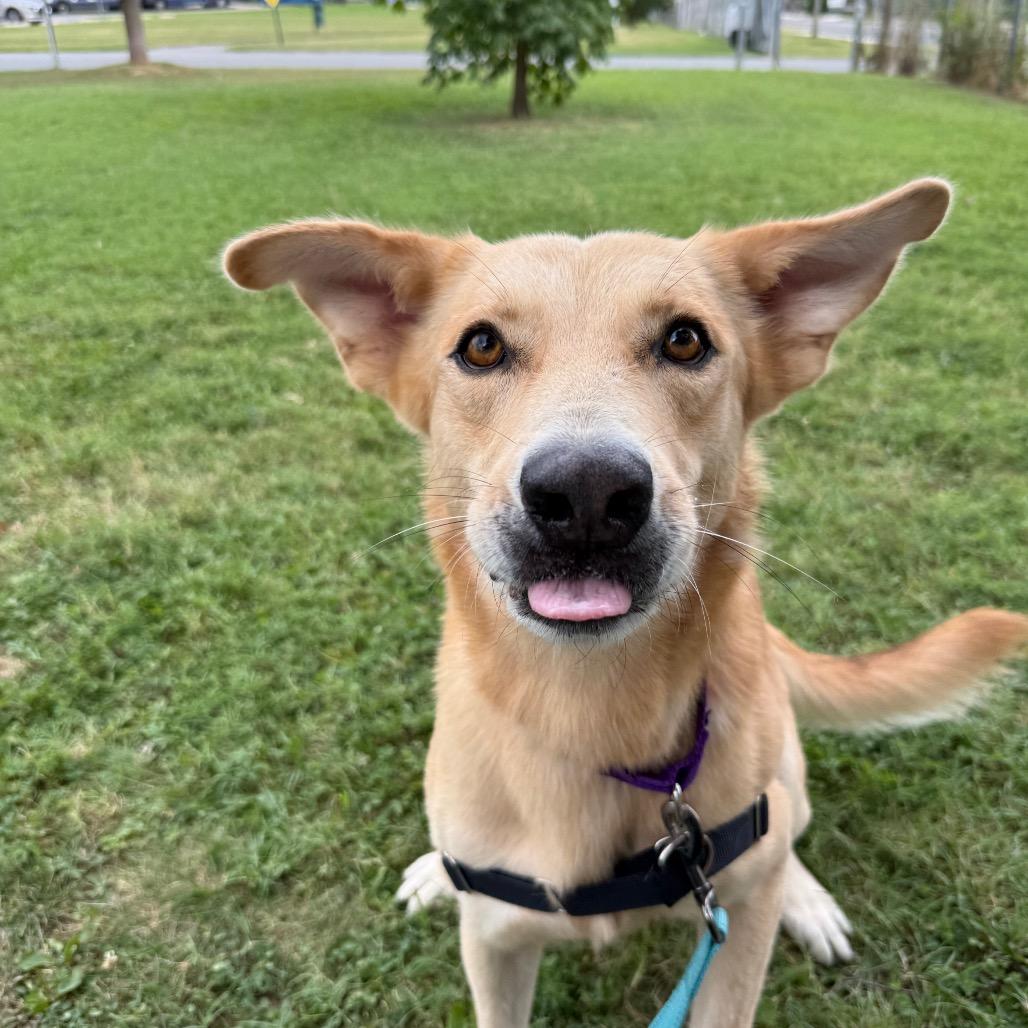 Enlarge Prince (fka Ward), a Adoptable Mixed Breed in Wilmington, DE image 5/6