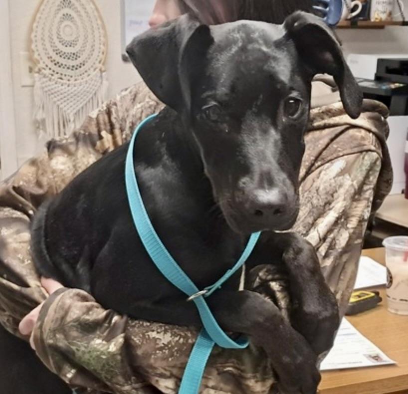 Autumn, adopted, Puppy Female Doberman Pinscher.