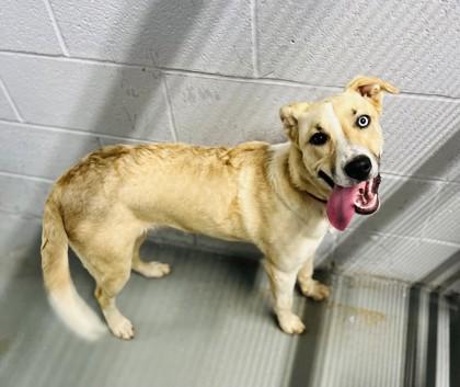 Enlarge Nala Blue, a ADOPTABLE mixed breed in Bishop, GA image 1/1
