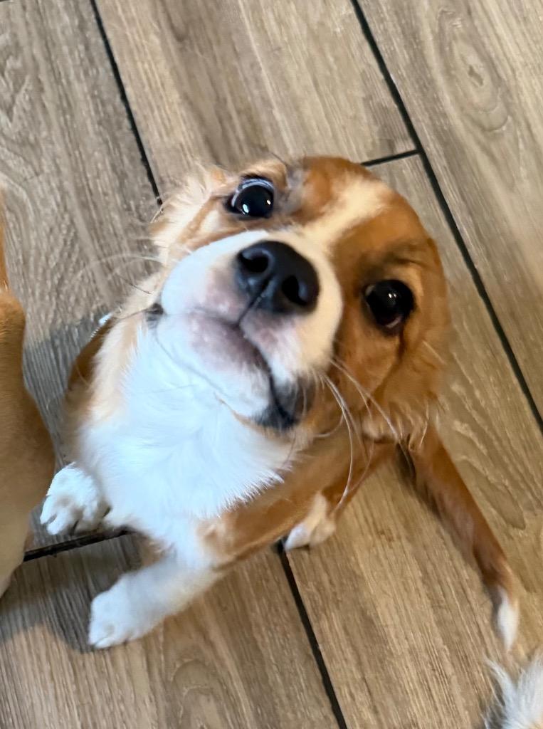 Mattie, Adopted, Puppy Female Australian Shepherd & Mixed Breed.