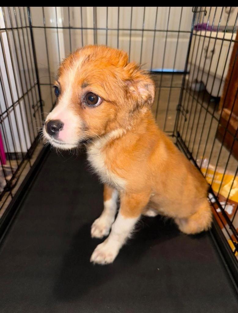 Mattie, a Adopted mixed breed in Waynesville, GA image 2/4
