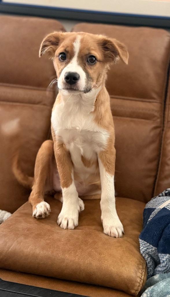 Mattie, a Adopted mixed breed in Waynesville, GA image 3/4