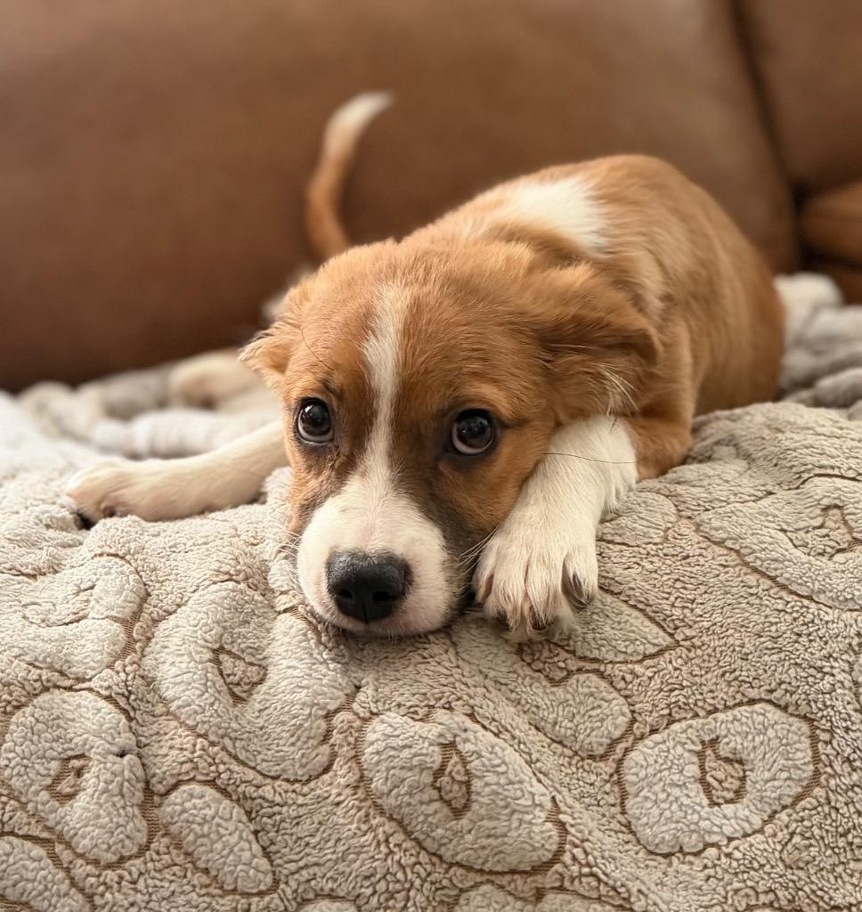 Mattie, a Adopted mixed breed in Waynesville, GA image 4/4