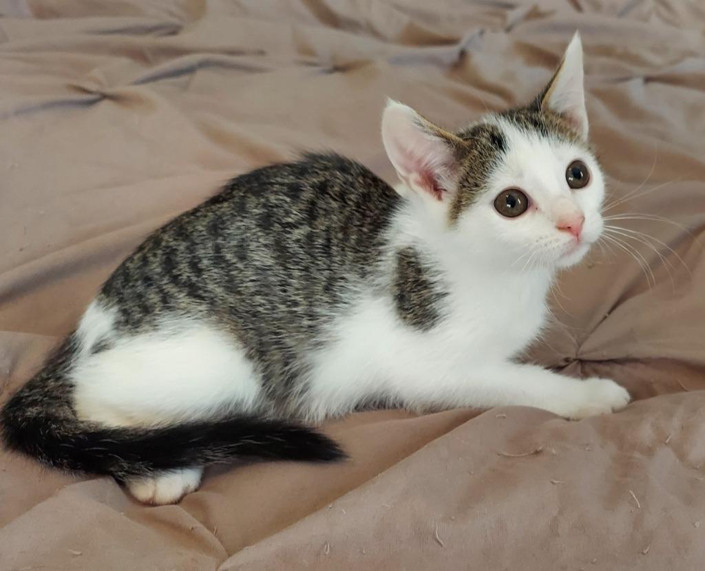 Ice, Adoptable, Young Female Domestic Short Hair.