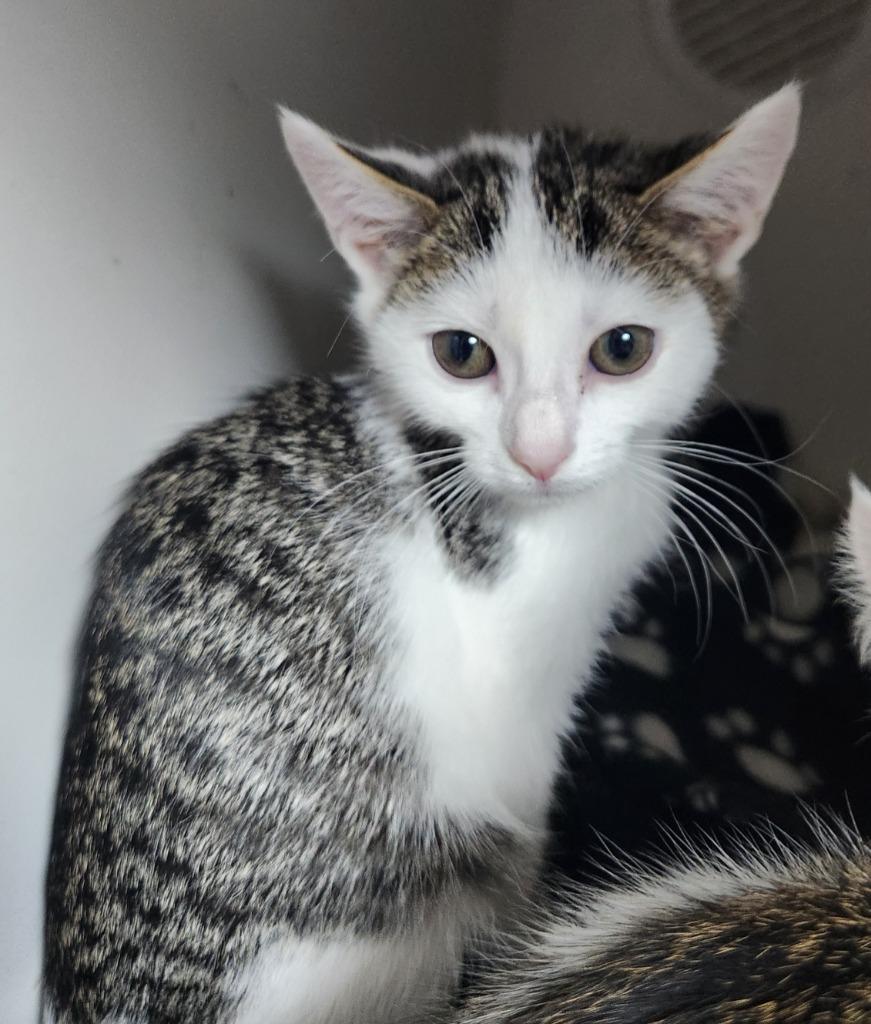 Ice, Adoptable, Young Female Domestic Short Hair.