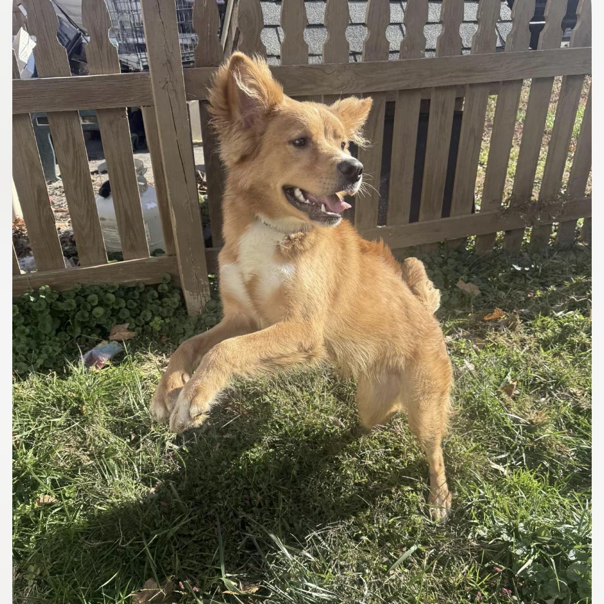 Enlarge Jack , a ADOPTABLE mixed breed in York, PA image 4/5