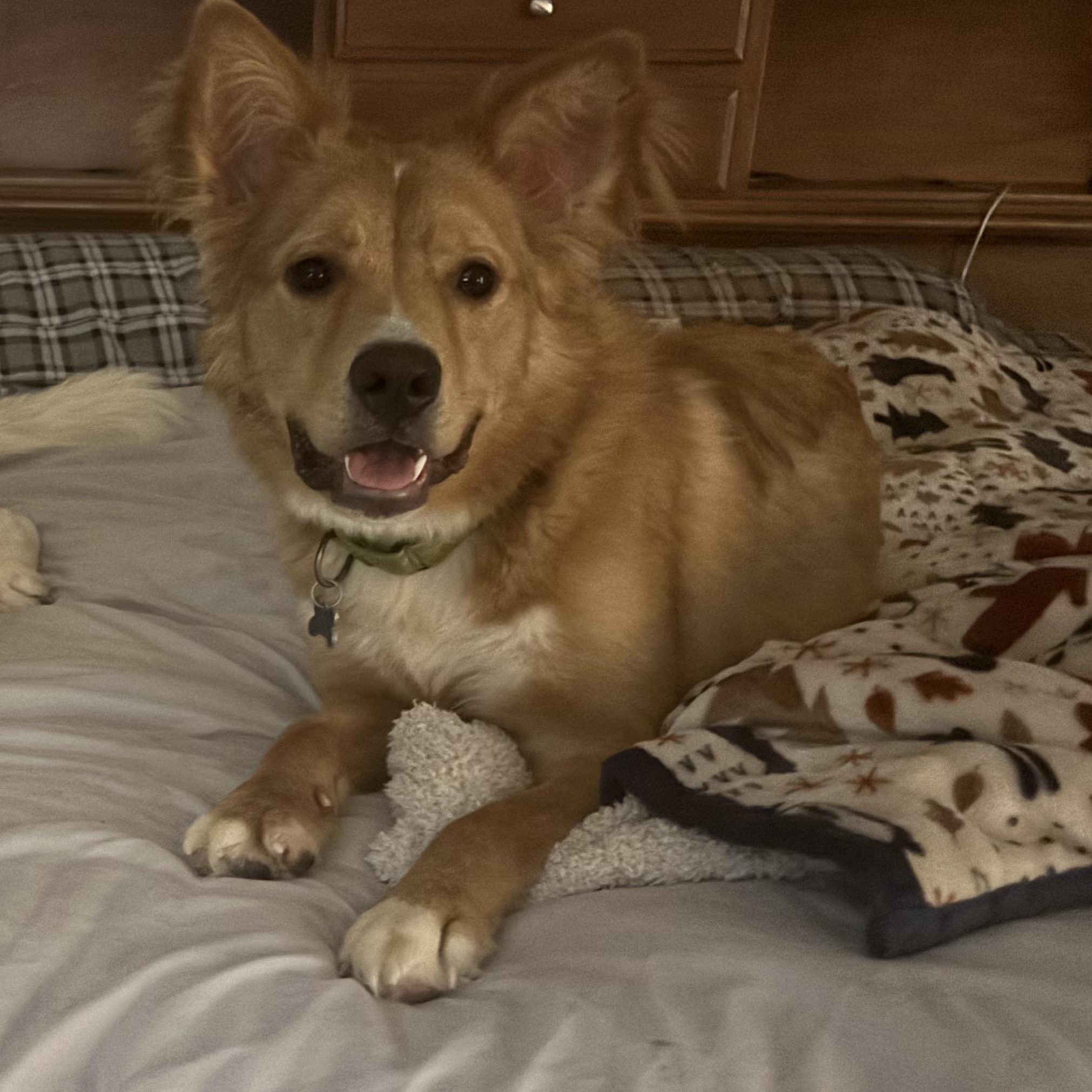 Enlarge Jack , a ADOPTABLE mixed breed in York, PA image 5/5