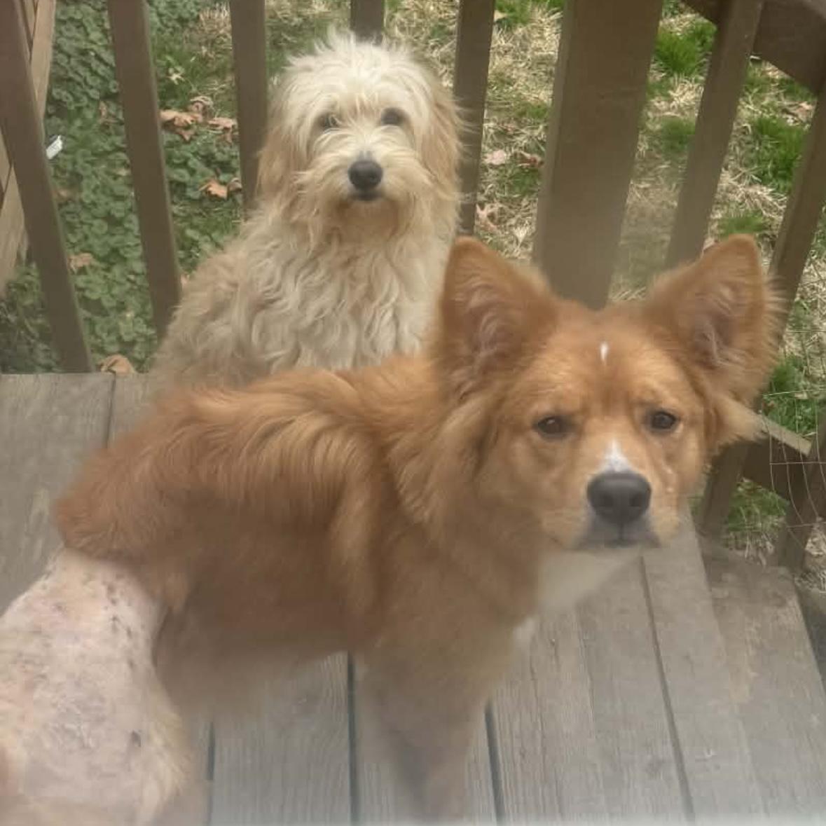 Enlarge Jack , a ADOPTABLE mixed breed in York, PA image 2/5