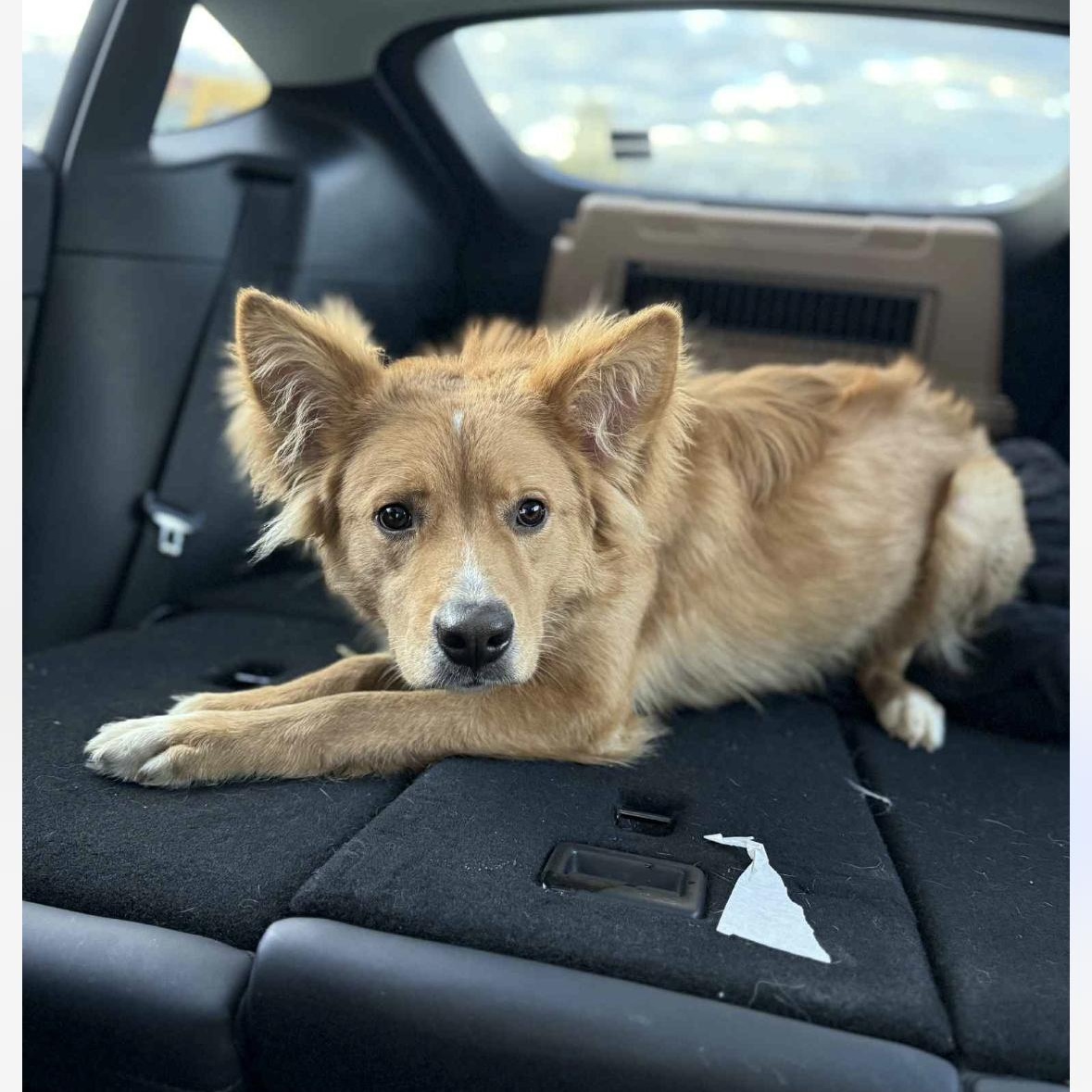 Jack , ADOPTABLE, Young Male Retriever & Mixed Breed.