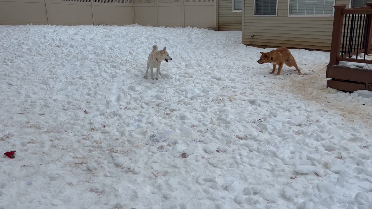 Enlarge Jack , a ADOPTABLE mixed breed in York, PA video 3/5