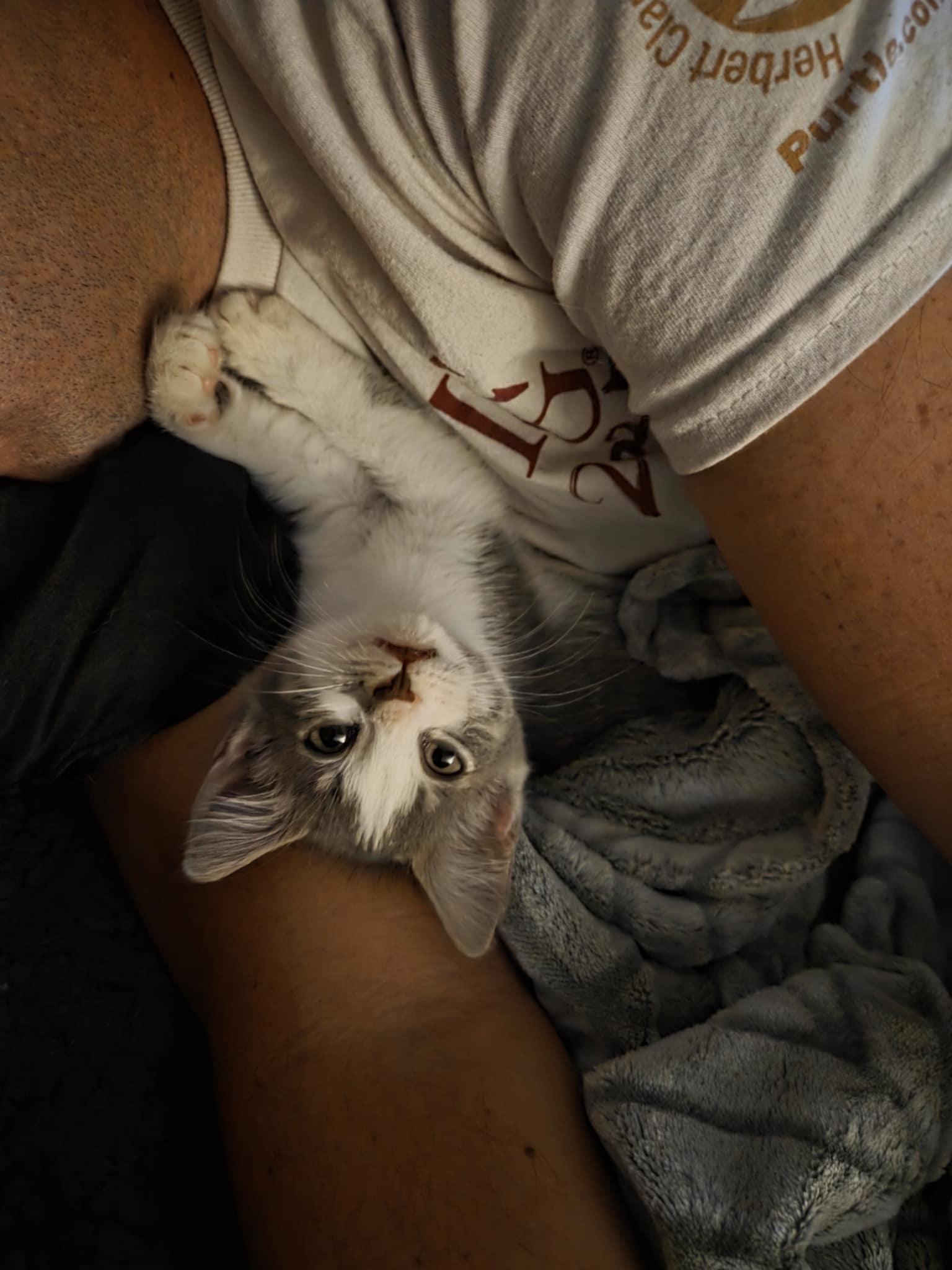 Myla, a Adoptable Domestic Short Hair in Manhattan, KS image 2/3