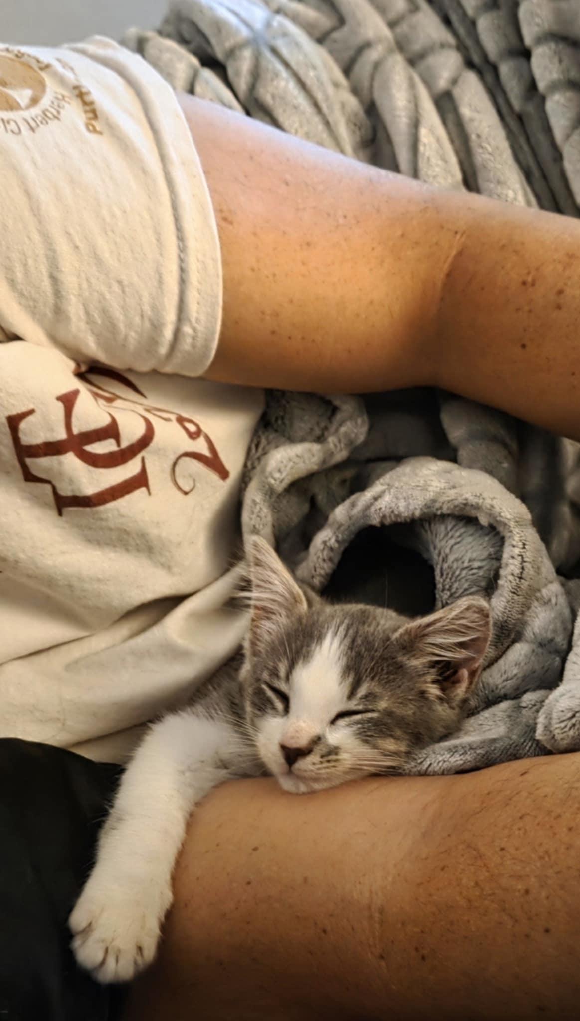 Myla, a Adoptable Domestic Short Hair in Manhattan, KS image 3/3