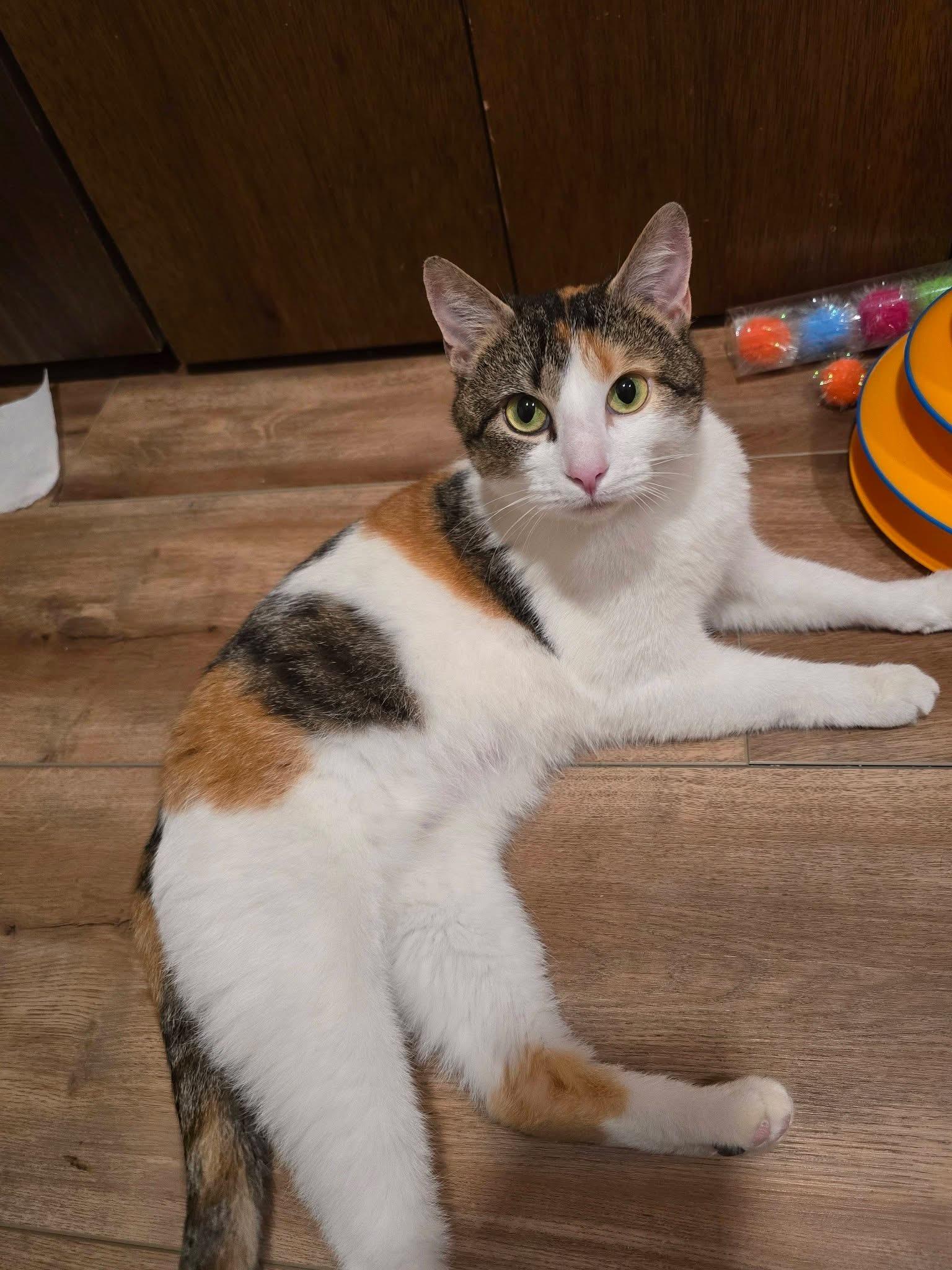 Mila , a ADOPTABLE Calico in Enfield, CT image 3/4