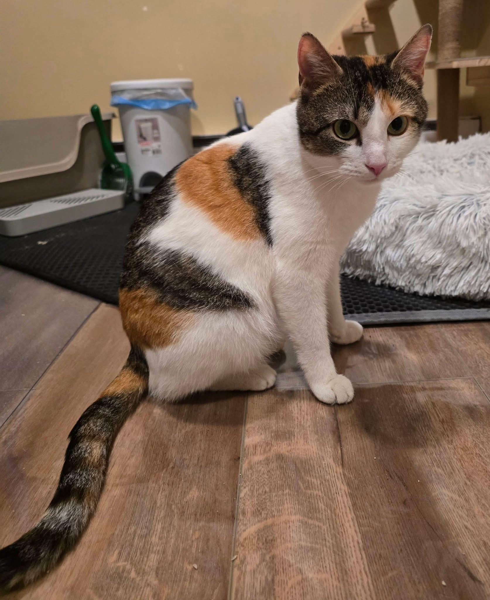 Mila , a ADOPTABLE Calico in Enfield, CT image 2/4
