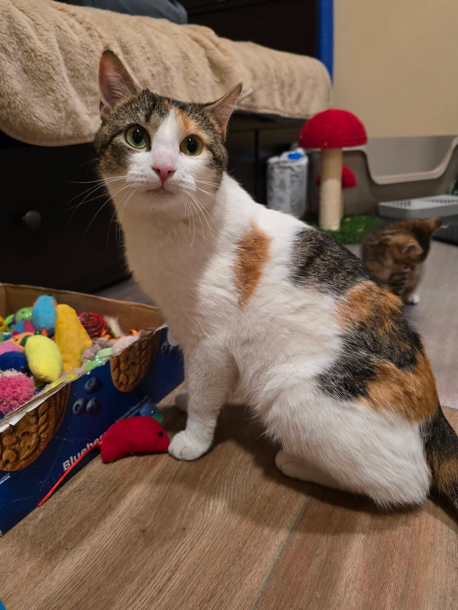 Mila , a ADOPTABLE Calico in Enfield, CT image 4/4