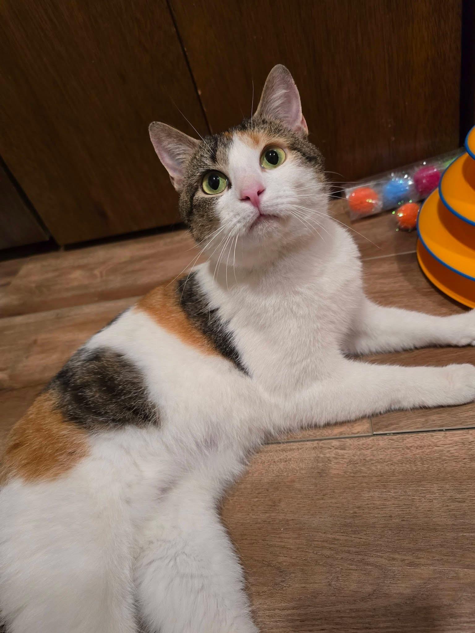 Mila , ADOPTABLE, Young Female Calico.