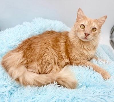 Enlarge Winnette, a Adoptable Domestic Long Hair in Covington, LA image 2/6