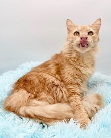 Enlarge Winnette, a Adoptable Domestic Long Hair in Covington, LA image 3/6