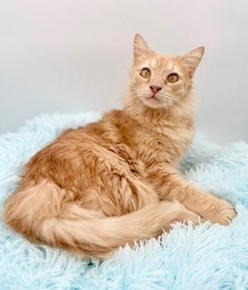 Enlarge Winnette, a Adoptable Domestic Long Hair in Covington, LA image 6/6