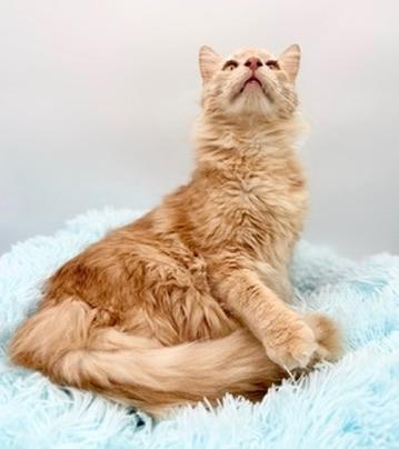 Enlarge Winnette, a Adoptable Domestic Long Hair in Covington, LA image 5/6