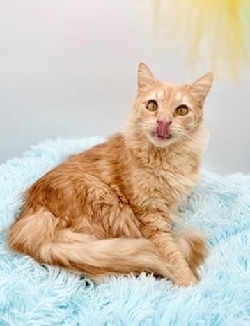 Winnette, Adoptable, Adult Female Domestic Long Hair.