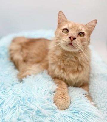 Enlarge Winnette, a Adoptable Domestic Long Hair in Covington, LA image 4/6