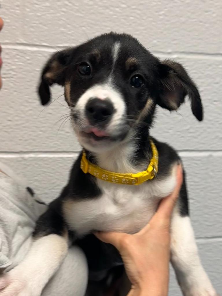 Charma, Adopted, Puppy Female Beagle.