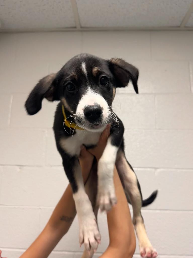 Enlarge Charma, a Adopted mixed breed in Muskegon, MI image 2/2