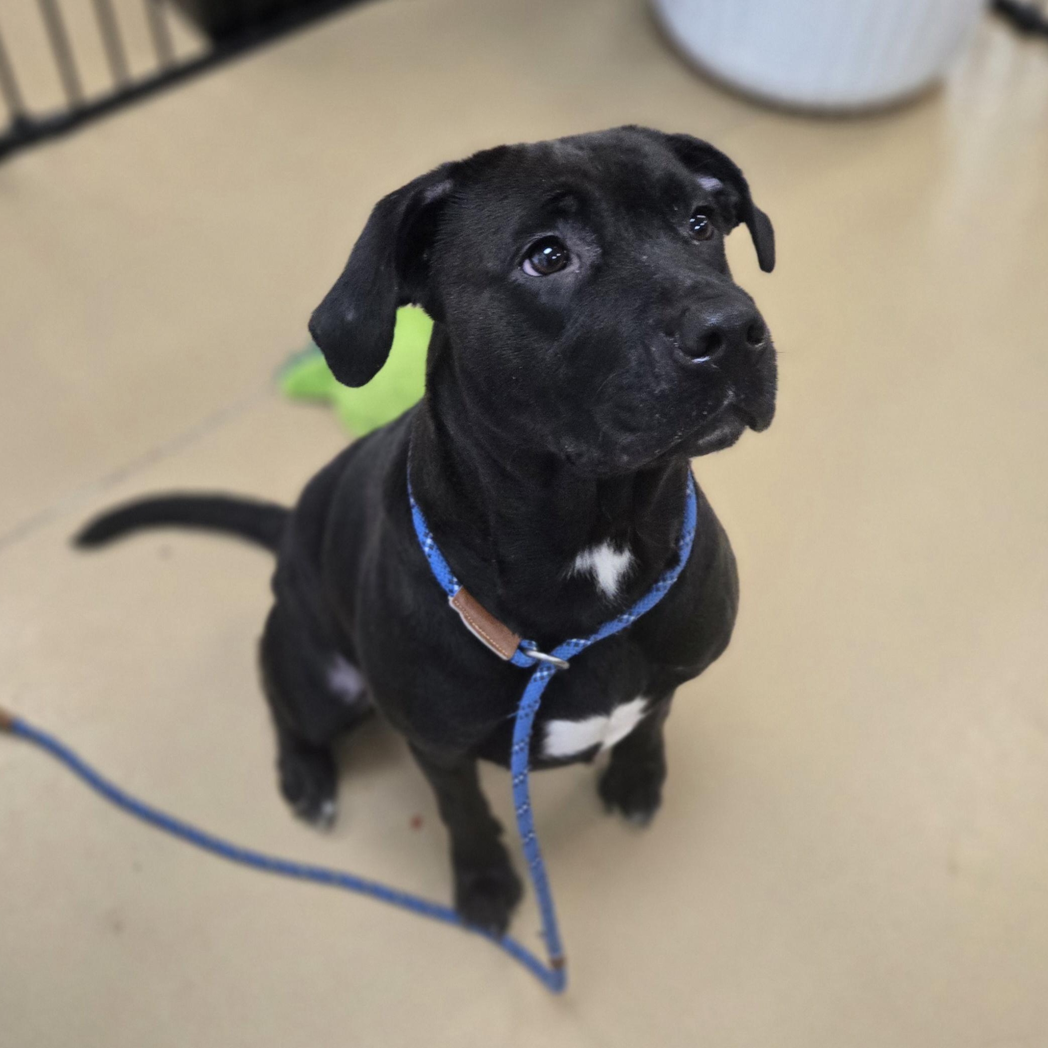 Enlarge Astra, a ADOPTABLE American Bully in Xenia , OH image 3/6