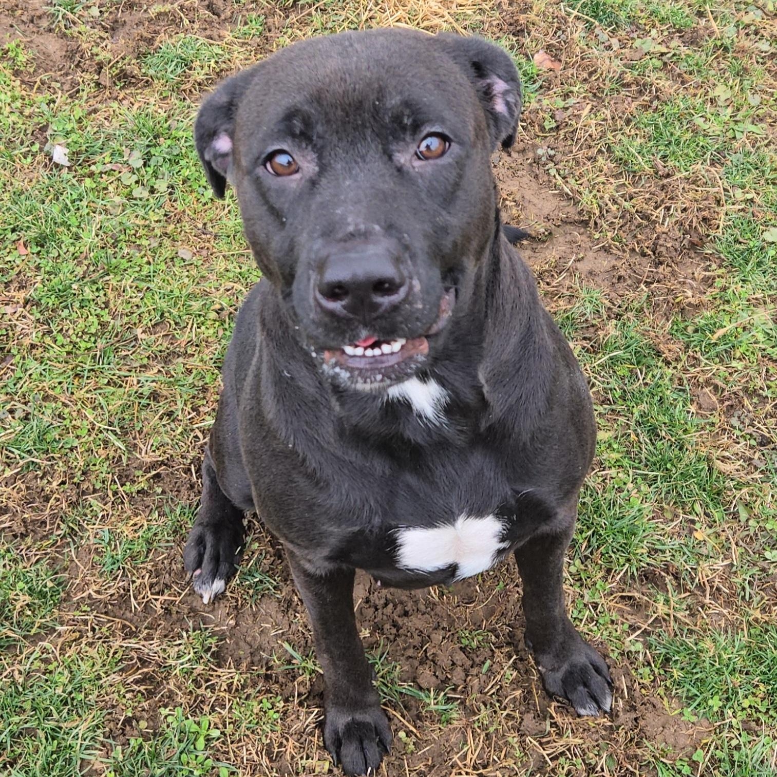 Enlarge Astra, a ADOPTABLE American Bully in Xenia , OH image 6/6