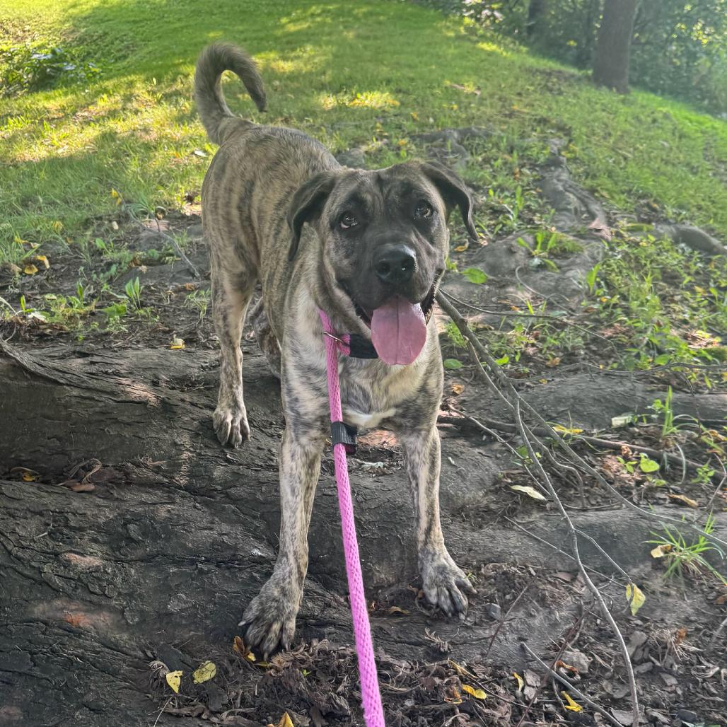Enlarge Luna Moon, a Adoptable Presa Canario in Chester Springs, PA image 4/6