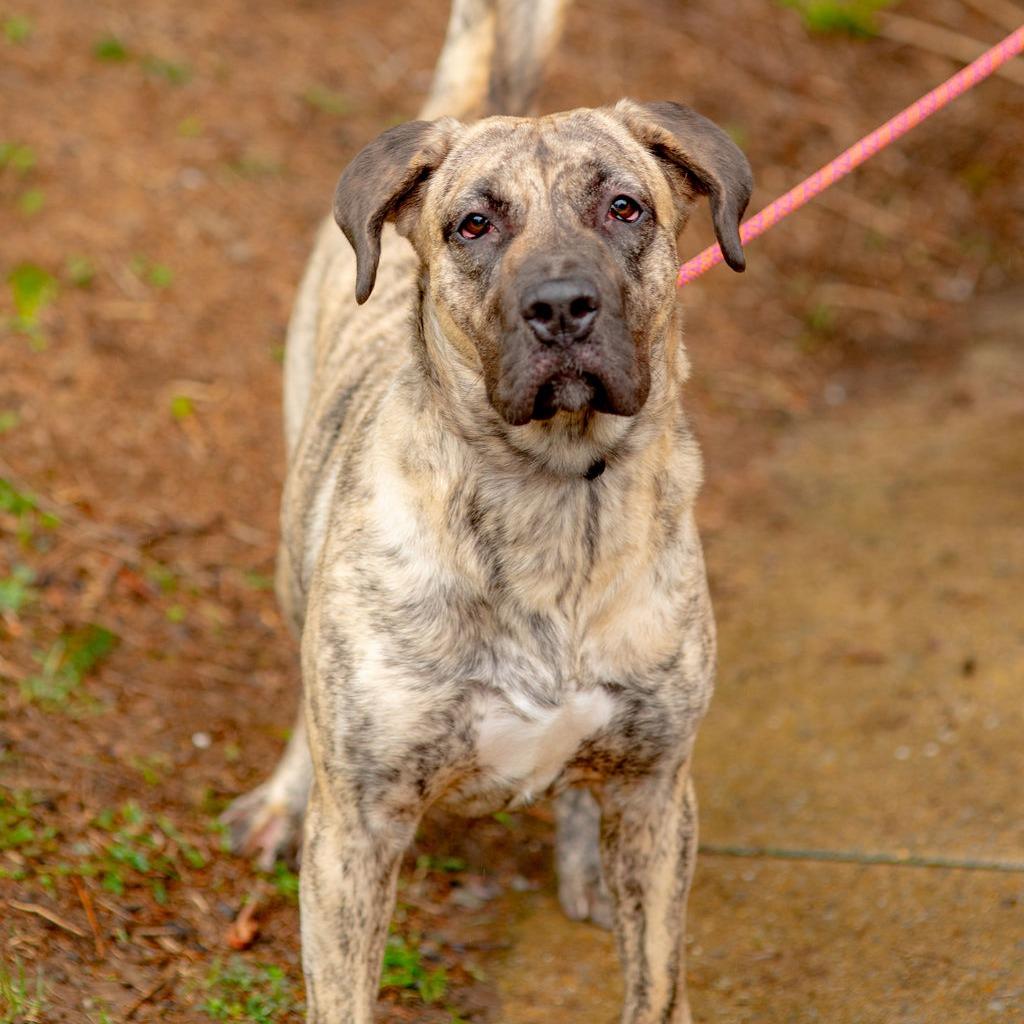 Enlarge Luna Moon, a Adoptable Presa Canario in Chester Springs, PA image 6/6