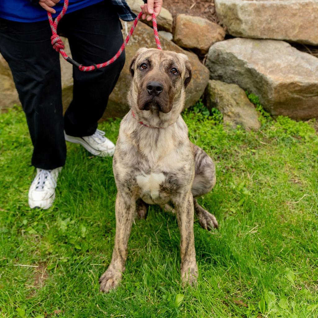 Luna Moon, Adoptable, Adult Female Presa Canario.