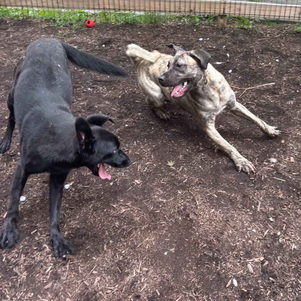 Enlarge Luna Moon, a Adoptable Presa Canario in Chester Springs, PA image 3/6
